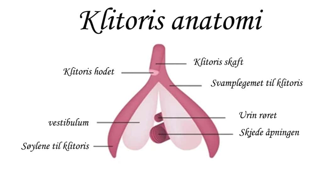 klitoris illustrasjon